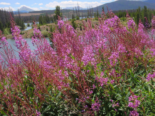 Lake Dillon side tributary and some Fireweed.
